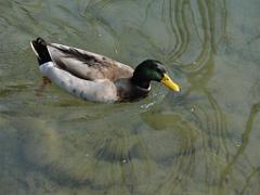 Wild duck